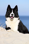 lying Karelian Bear Dog