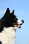 Karelian Bear Dog Portrait