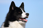 Karelian Bear Dog Portrait