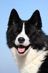 Karelian Bear Dog Portrait