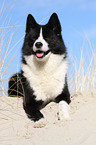 lying Karelian Bear Dog