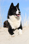 lying Karelian Bear Dog