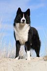 Karelian Bear Dog