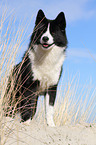 Karelian Bear Dog