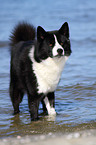 bathing Karelian Bear Dog