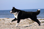 running Karelian Bear Dog