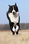 playing Karelian Bear Dog