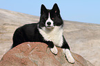 lying Karelian Bear Dog