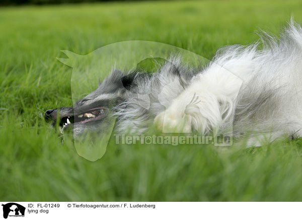 Wolfsspitz liegt im gras / lying dog / FL-01249