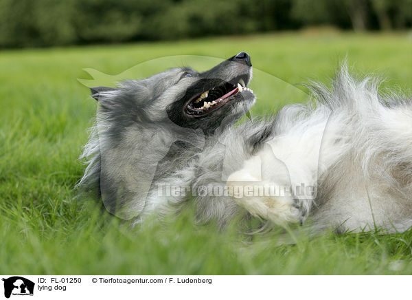 Wolfsspitz liegt im gras / lying dog / FL-01250