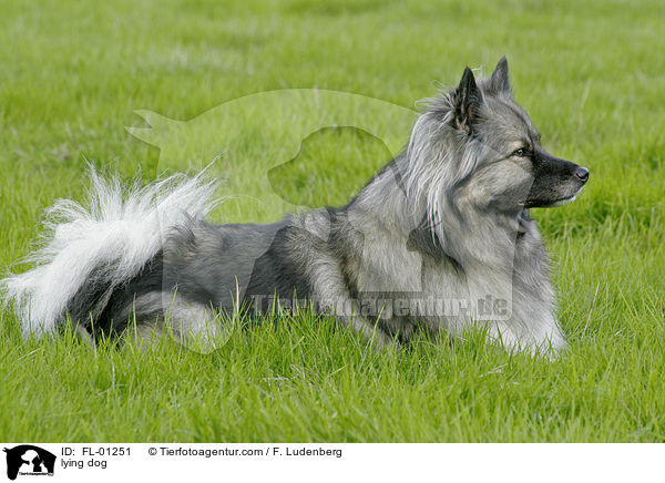 Wolfsspitz liegt im gras / lying dog / FL-01251
