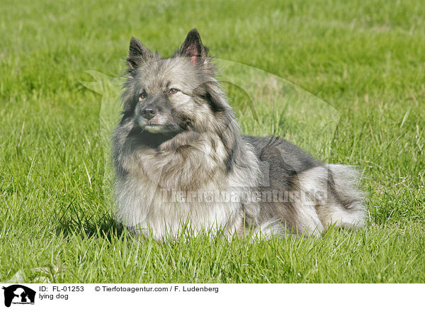 Wolfsspitz liegt im gras / lying dog / FL-01253