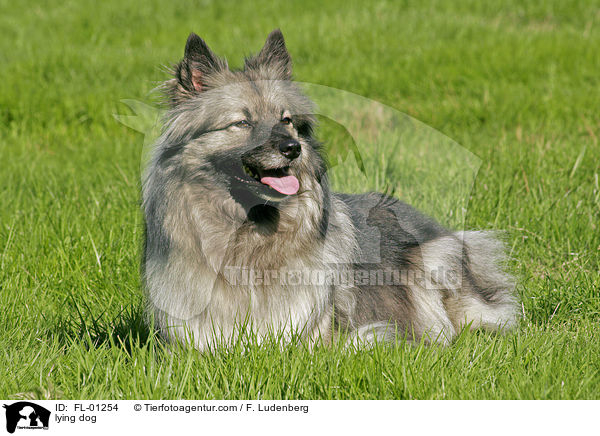 Wolfsspitz liegt im gras / lying dog / FL-01254