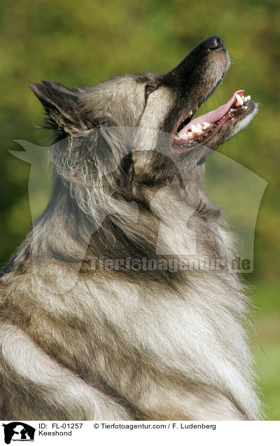 Portrait Deutscher Wolfsspitz / Keeshond / FL-01257
