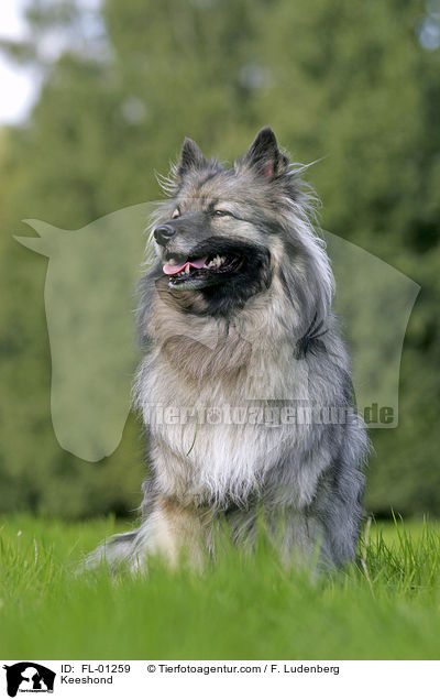 Wolfsspitz / Keeshond / FL-01259