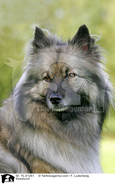 Portrait Deutscher Wolfsspitz / Keeshond / FL-01261