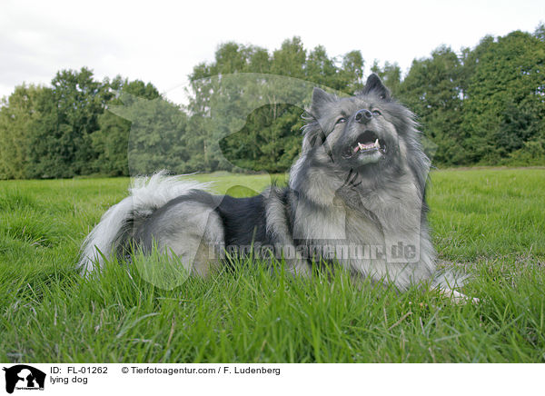 Wolfsspitz liegt im gras / lying dog / FL-01262