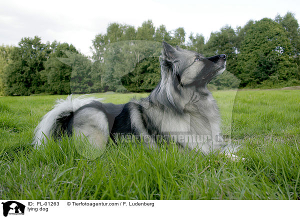 Wolfsspitz liegt im gras / lying dog / FL-01263