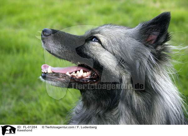 Portrait Deutscher Wolfsspitz / Keeshond / FL-01264