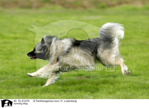 rennender Deutscher Wolfsspitz / running dog / FL-01270