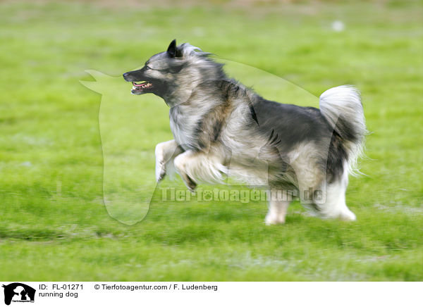 rennender Deutscher Wolfsspitz / running dog / FL-01271