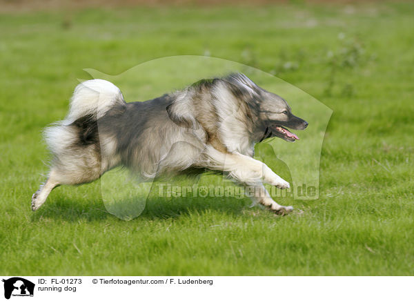 rennender Deutscher Wolfsspitz / running dog / FL-01273