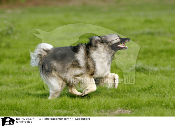 rennender Deutscher Wolfsspitz / running dog / FL-01274