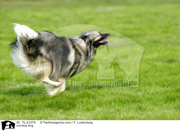 rennender Deutscher Wolfsspitz / running dog / FL-01275