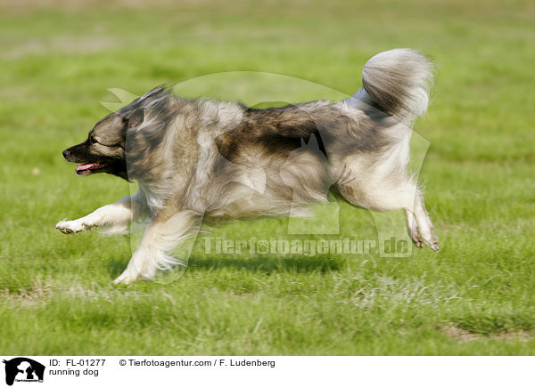 rennender Deutscher Wolfsspitz / running dog / FL-01277