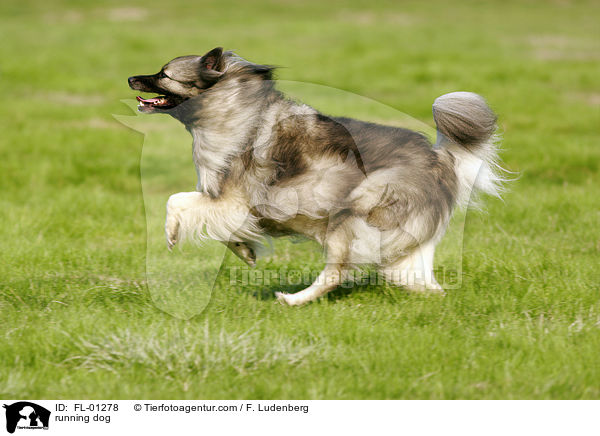 rennender Deutscher Wolfsspitz / running dog / FL-01278