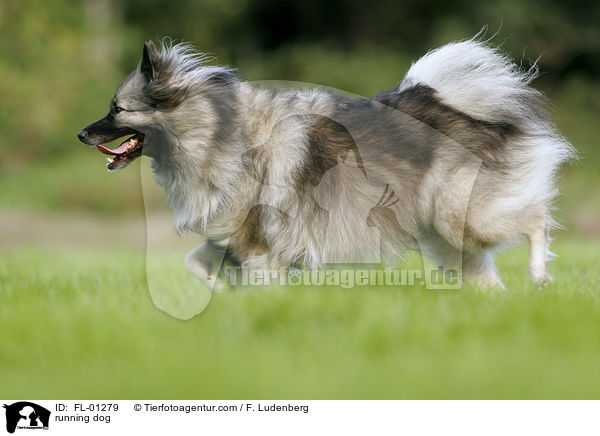 rennender Deutscher Wolfsspitz / running dog / FL-01279