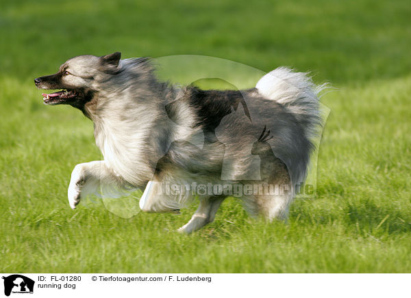 rennender Deutscher Wolfsspitz / running dog / FL-01280