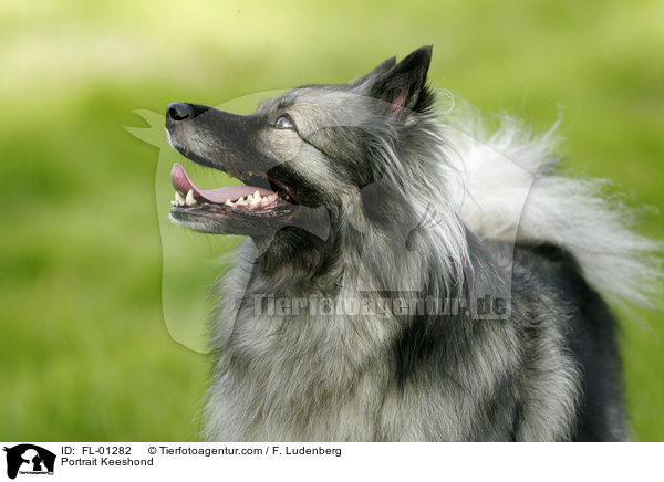 Portrait Deutscher Wolfsspitz / Portrait Keeshond / FL-01282