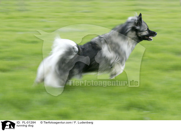 rennender Deutscher Wolfsspitz / running dog / FL-01284