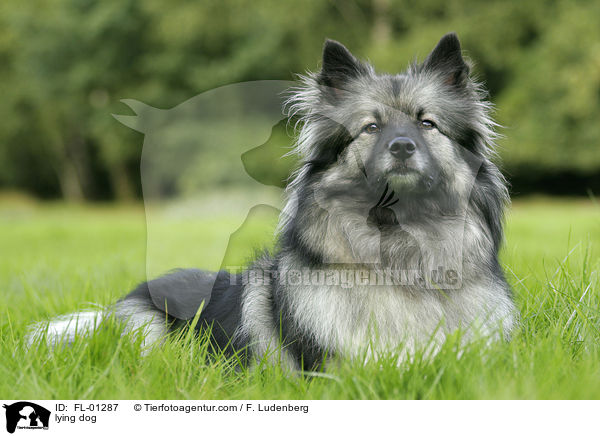 Wolfsspitz liegt im gras / lying dog / FL-01287