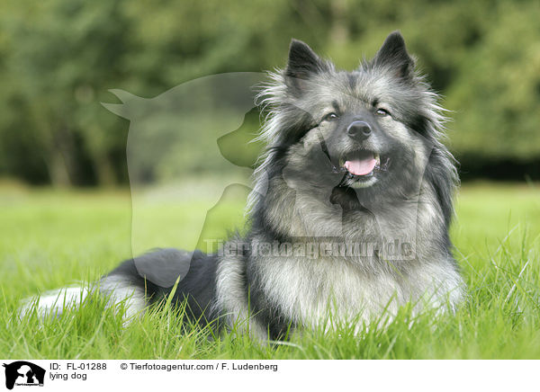Wolfsspitz liegt im gras / lying dog / FL-01288