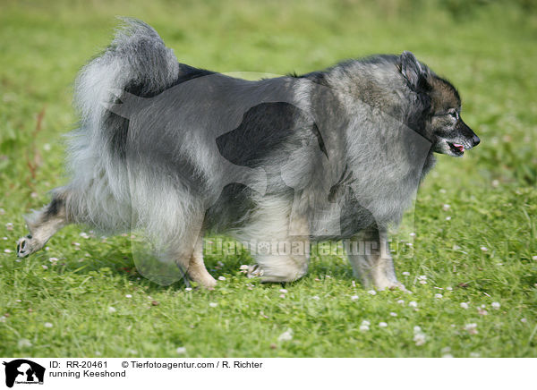 rennender Wolfsspitz / running Keeshond / RR-20461