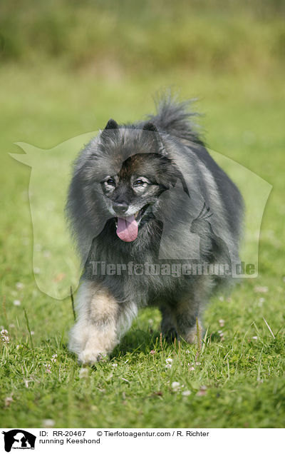 rennender Wolfsspitz / running Keeshond / RR-20467