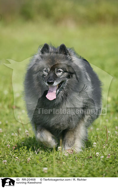 rennender Wolfsspitz / running Keeshond / RR-20468