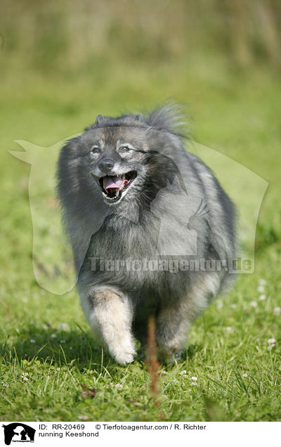 rennender Deutscher Wolfsspitz / running Keeshond / RR-20469