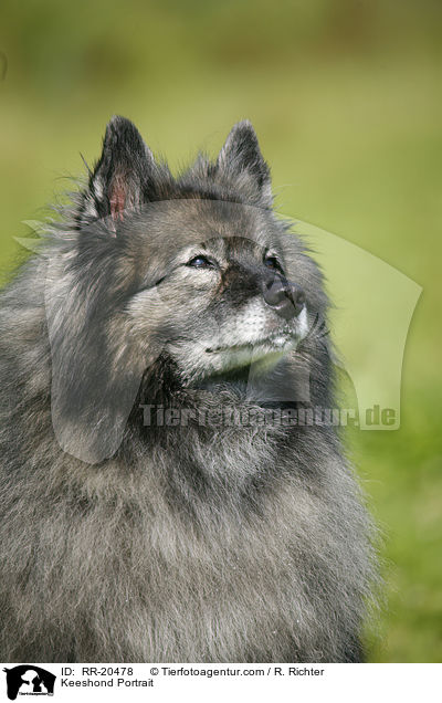 Deutscher Wolfsspitz Portrait / Keeshond Portrait / RR-20478