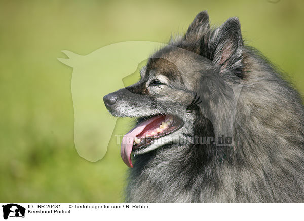 Deutscher Wolfsspitz Portrait / Keeshond Portrait / RR-20481