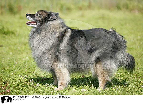 Deutscher Wolfsspitz / Keeshond / RR-20482