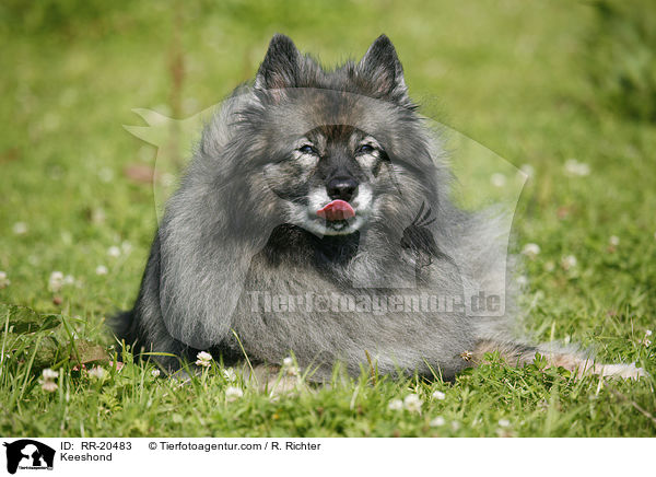 Deutscher Wolfsspitz / Keeshond / RR-20483