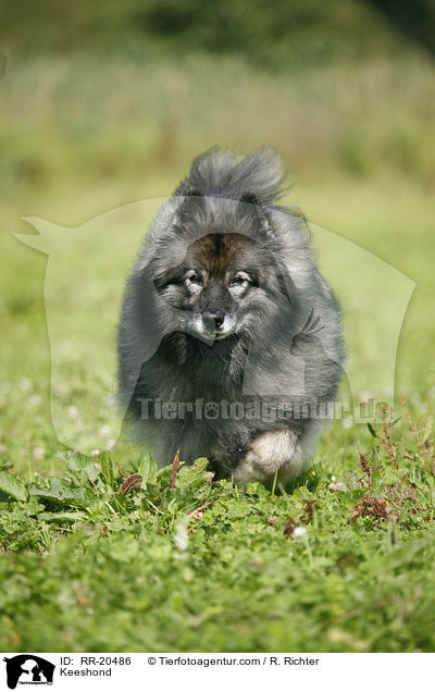 Deutscher Wolfsspitz / Keeshond / RR-20486