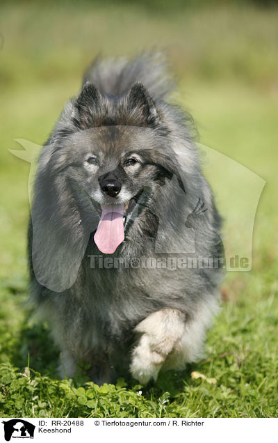 Deutscher Wolfsspitz / Keeshond / RR-20488