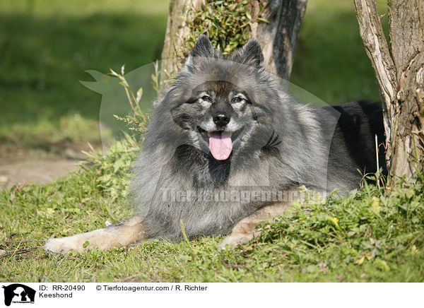 Deutscher Wolfsspitz / Keeshond / RR-20490