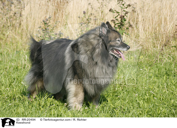 Deutscher Wolfsspitz / Keeshond / RR-20494