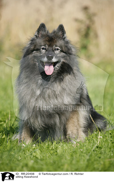 sitzender Deutscher Wolfsspitz / sitting Keeshond / RR-20498