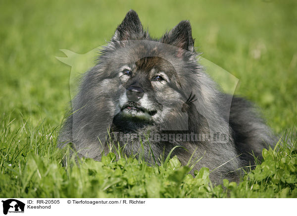 Deutscher Wolfsspitz / Keeshond / RR-20505